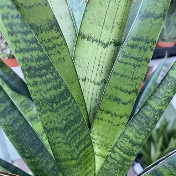 Sansevieria 'Comet Queen Marble' 12cm - image 2