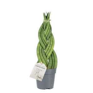 Sansevieria cylindrica Braid 11cm