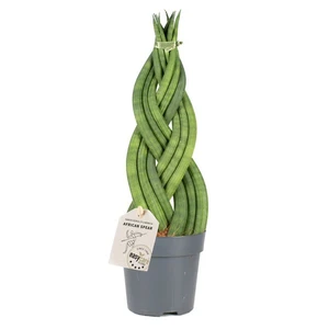 Sansevieria cylindrica Braid 17cm