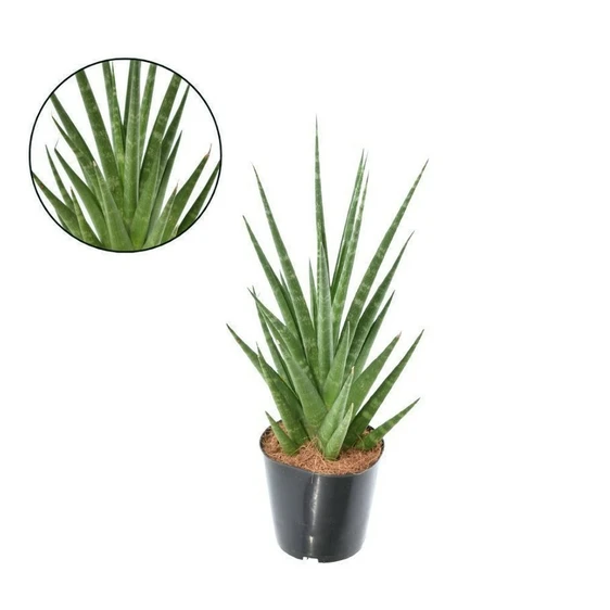 Sansevieria 'Dancing Queen'