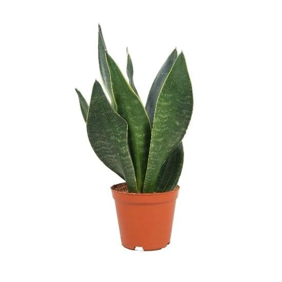 Sansevieria 'Dark Diamond'