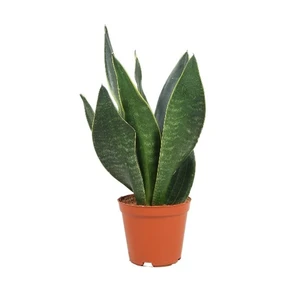 Sansevieria 'Dark Diamond'