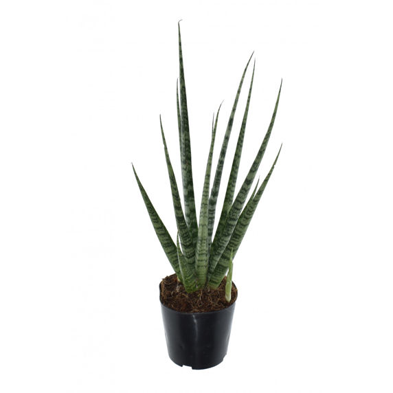 Sansevieria 'Digitorum' 12cm
