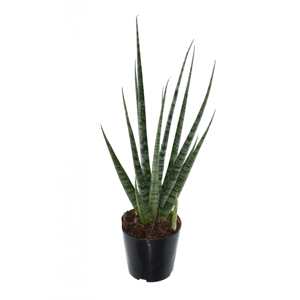 Sansevieria 'Digitorum' 12cm