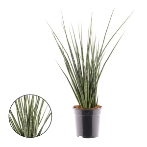 Sansevieria 'Digitorum' 19cm