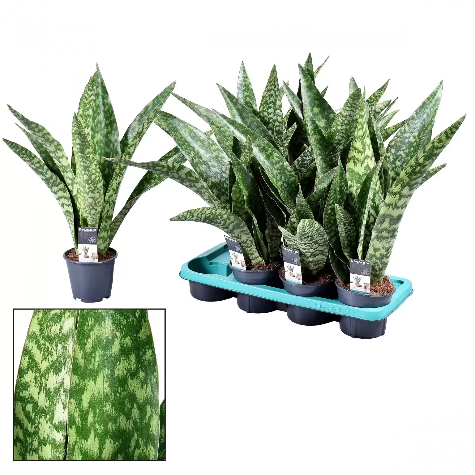 Sansevieria aubrytiana 'Dragon' 14cm - Cowell's Garden Centre | Woolsington