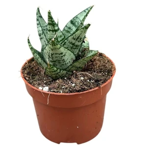 Sansevieria 'Ehrendel' - image 1