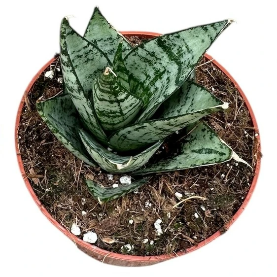 Sansevieria 'Ehrendel' - image 2