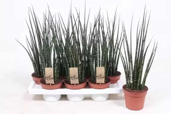 Sansevieria 'Fernwood Mikado' 10cm