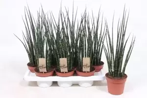 Sansevieria 'Fernwood Mikado' 10cm