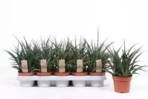 Sansevieria 'Fernwood Punk' 12cm