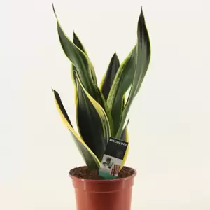 Sansevieria trifasciata 'Fire' - image 2