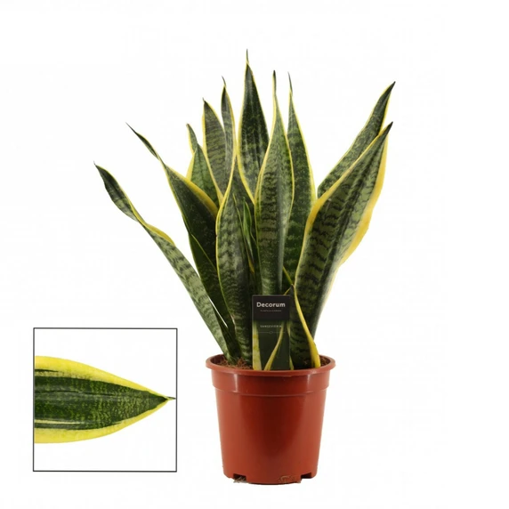Sansevieria trifasciata 'Futura Superba' 17cm