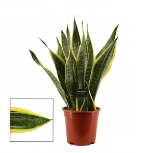 Sansevieria trifasciata 'Futura Superba' 17cm