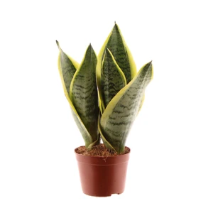 Sansevieria trifasciata 'Futura Superba' 7cm