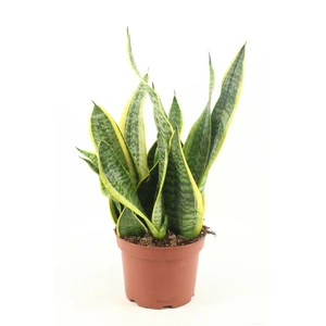 Sansevieria trifasciata 'Futura Superba' 12cm - image 1