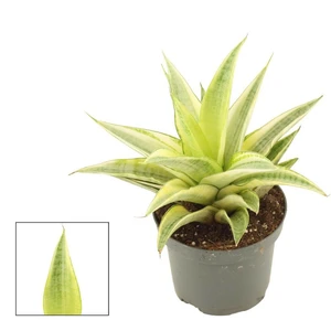 Sansevieria 'Gabriella Crown'