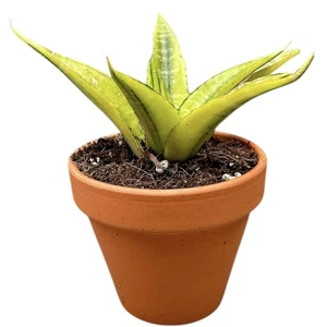 Sansevieria 'Gabriella Variegata' - image 2
