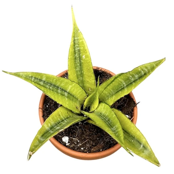 Sansevieria 'Gabriella Variegata' - image 1