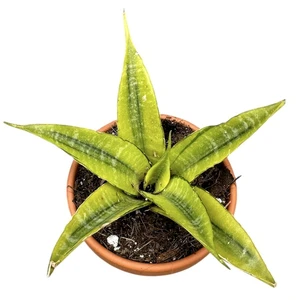 Sansevieria 'Gabriella Variegata' - image 1