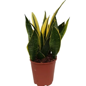 Sansevieria trifasciata 'Gold Flame' 21cm