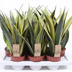 Sansevieria trifasciata 'Gold Flame'