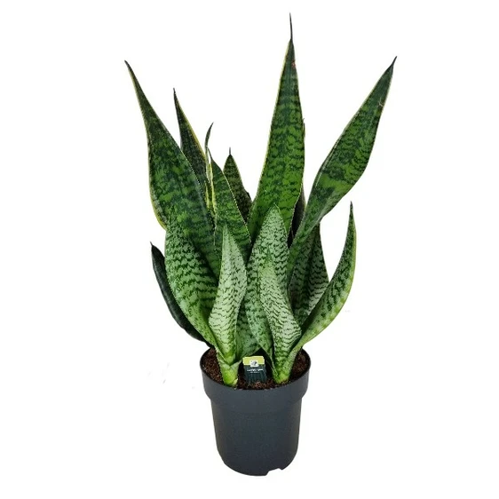 Sansevieria 'Golden Edge Hahnii' 24cm