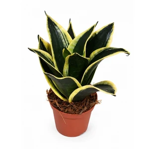 Sansevieria 'Golden Hahnii Black'