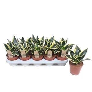 Sansevieria 'Golden Hahnii Black'