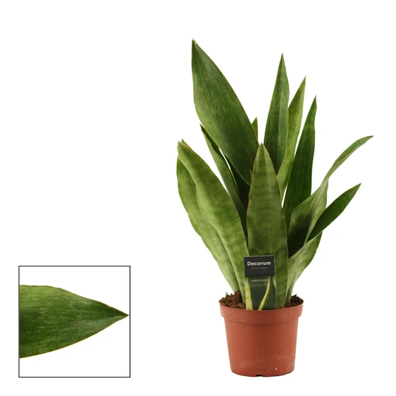 Sansevieria aubrytiana 'Graylin'