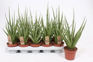 Sansevieria gracilis 'Grey'