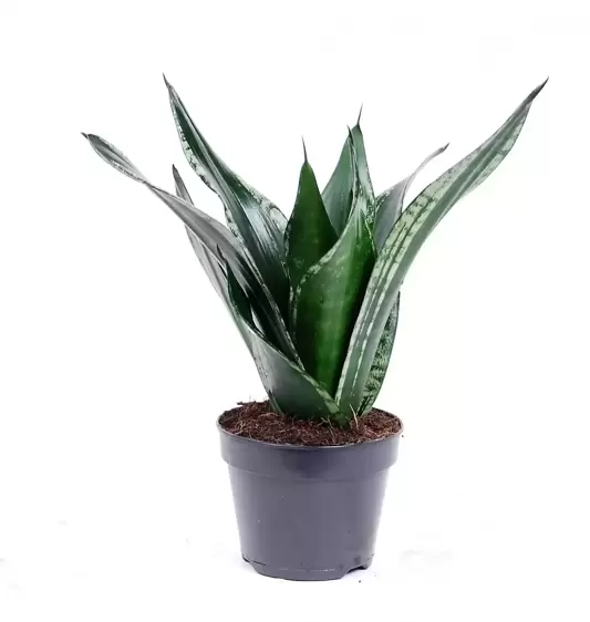 Sansevieria trifasciata 'Grey Stripe' 15cm