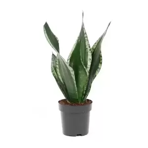 Sansevieria trifasciata 'Grey Stripe' 12cm