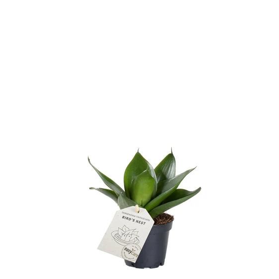 Sansevieria 'Hahnii Black' 9cm - image 2