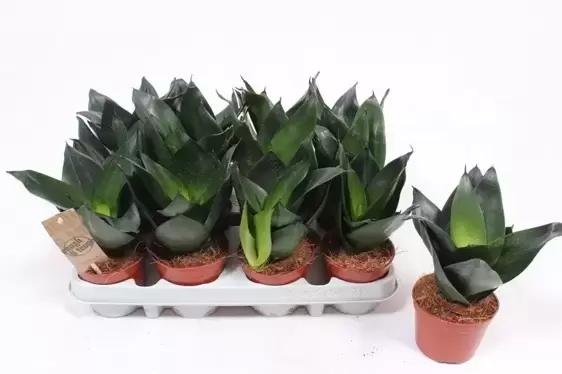 Sansevieria 'Hahnii Black' 9cm - image 1