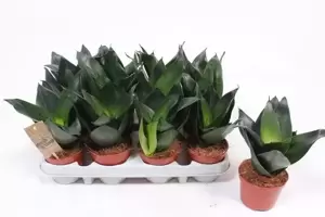 Sansevieria 'Hahnii Black' 9cm