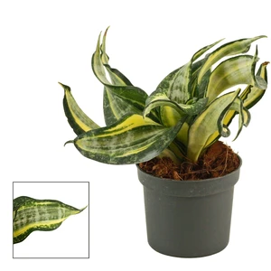 Sansevieria 'Hahnii Spiral Star'