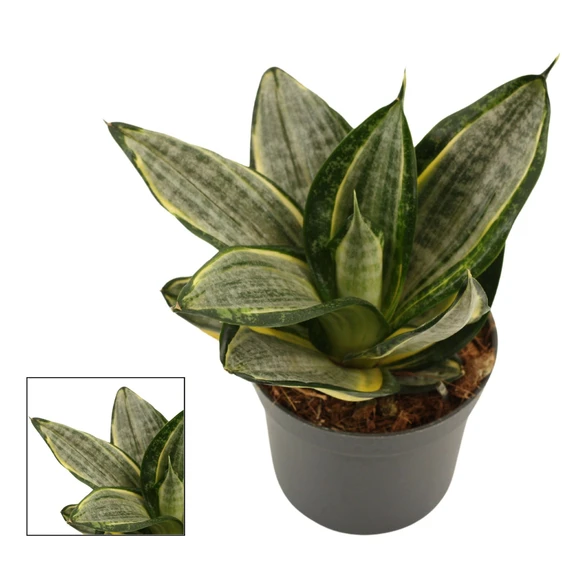 Sansevieria 'Hahnii Silver Zebra'