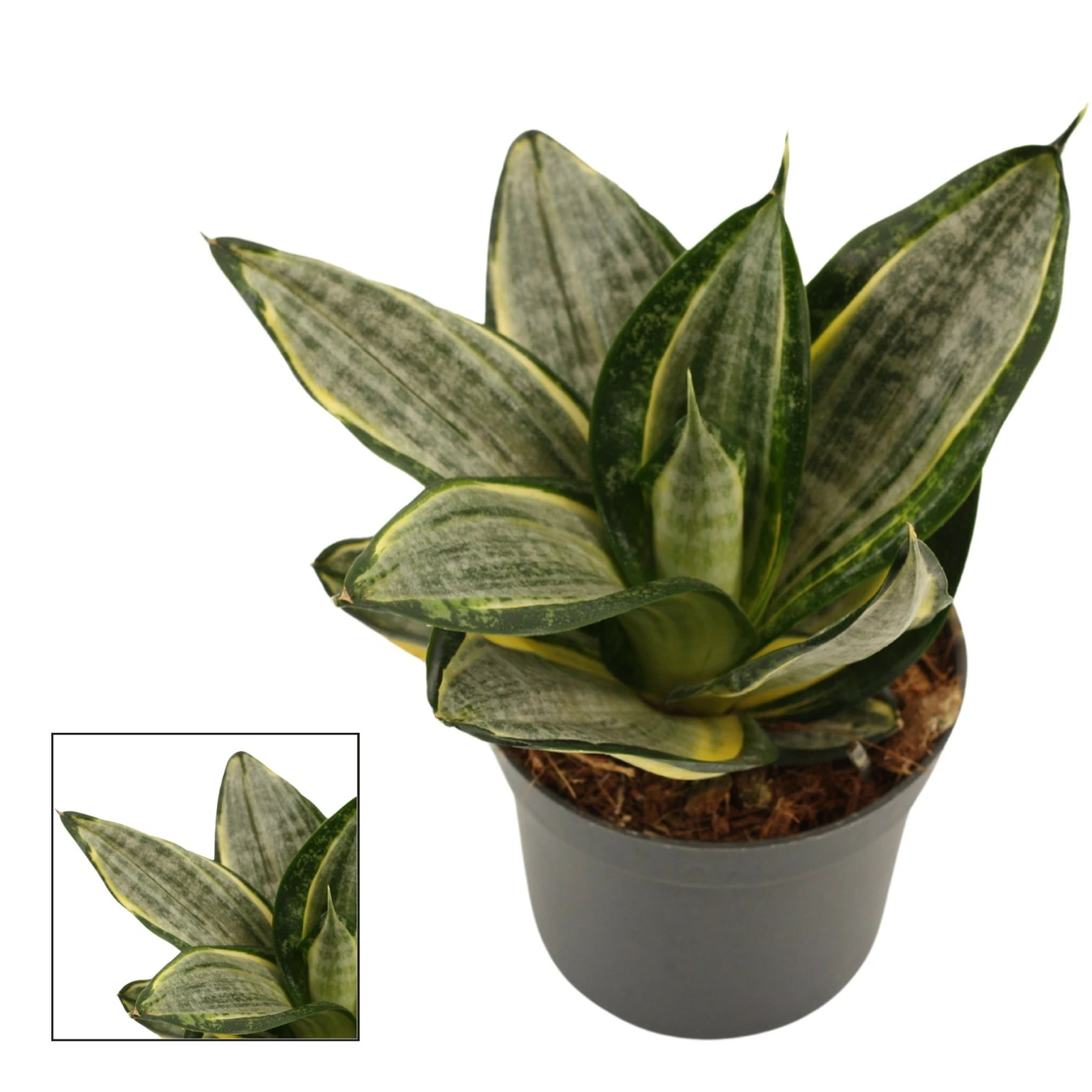 Sansevieria 'Hahnii Silver Zebra' - Cowell's Garden Centre