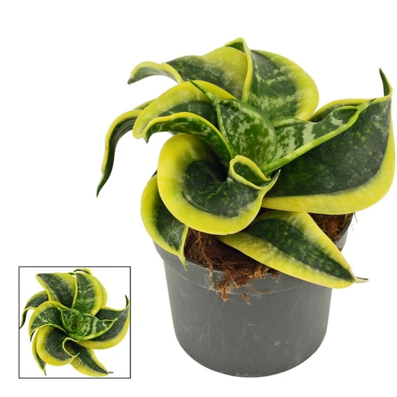 Sansevieria 'Hahnii Tornado'