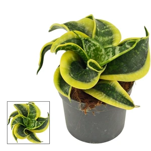 Sansevieria 'Hahnii Tornado'