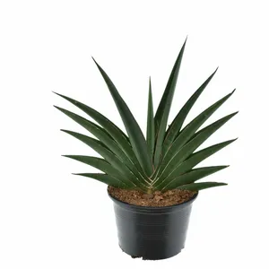 Sansevieria 'Helios'