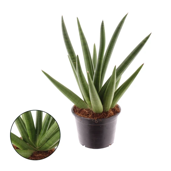 Sansevieria 'Helios Dwarf'