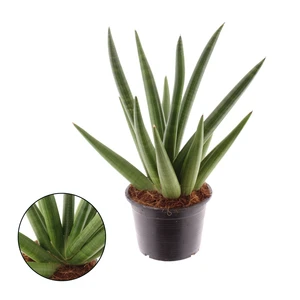 Sansevieria 'Helios Dwarf'
