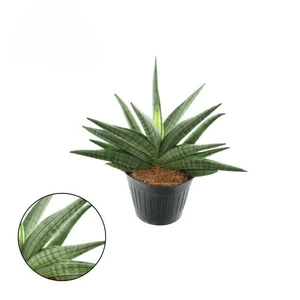 Sansevieria 'Helios Twisted'