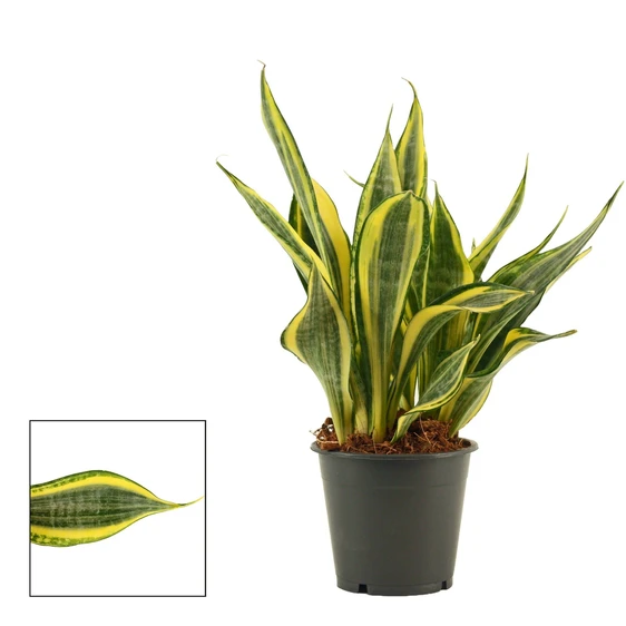 Sansevieria trifasciata 'Hi Colour'