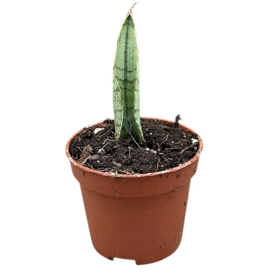 Sansevieria 'Himalayan' 6cm