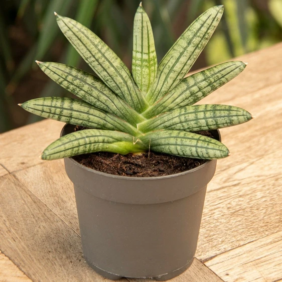 Sansevieria cylindrica 'Inti Glory' 12cm - image 2