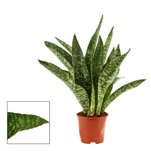 Sansevieria aubrytiana 'Jaboa'