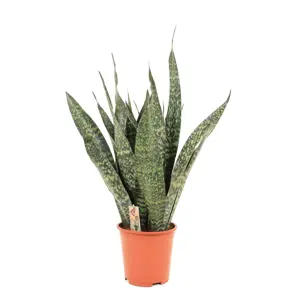 Sansevieria trifasciata 'Jamaiquina Queen' 14cm